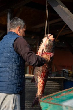 Deliblato, Serbia - November 09, 2024: Fisherman skinning bighead carp fish that was caught on the lake called Kraljevac in Deliblato Serbia. Hypophthalmichthys is a genus of large cyprinid fish  clipart