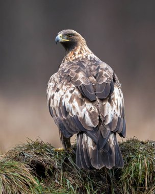Altın kartal orman geçmişiyle geriye bakıyor