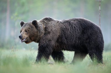 Kahverengi ayı sisli orman manzarasında yürüyor