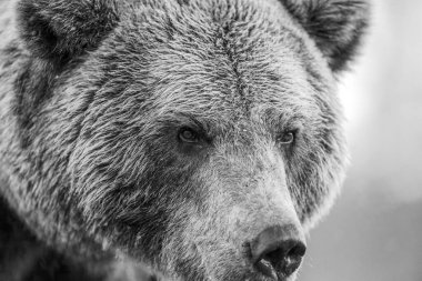 Siyah beyaz erkek kahverengi ayı portresi