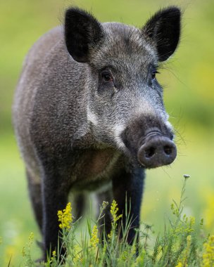 Yaban domuzu (Sus scrofa) yazın portresi