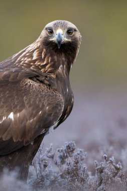 Ormanda yaşayan altın kartal portresi