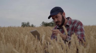 Tarımın dijitalleştirilmesi. Mısır tarlasında tarım işçisi. Modern dijital teknolojilerle buğday ekini izleme. Çiftlikteki tarımcı. Yeşil mısır tarlasında işçi tableti. Ekin denetimi 
