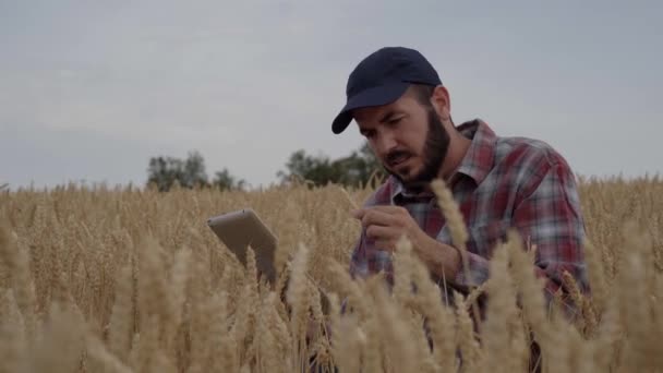 農業のデジタル化 トウモロコシ畑の農業従事者 現代のデジタル技術による小麦作物のモニタリング 農場の農学者だった グリーンコーンフィールドの労働者タブレット クロップコントロール — ストック動画