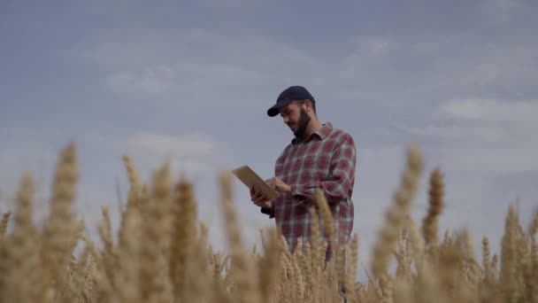 小麦畑の状態を分析するためにタブレットを使用して深刻なアグロニストエンジニア 農業食品産業の勤勉な男技術者 最新のデジタル技術によるクロップコントロール — ストック動画
