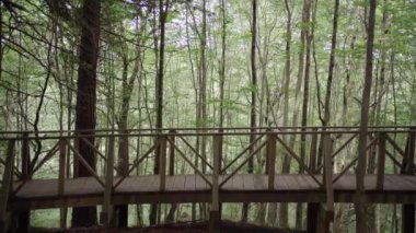 Ahşap bir köprüden dağ ormanına doğru yürüyen genç bir kadının yan görüntüsü. Yaşam tarzı yürüyüşü ve doğada tatil maceraları. Özgürlük Göçebeleri