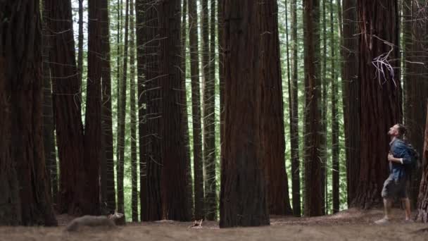 Jovem Caminhando Pela Floresta Entre Grandes Árvores Desfrutando Suas Férias — Vídeo de Stock