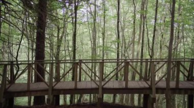 Ahşap bir köprüden dağ ormanına doğru yürüyen genç bir kadının yan görüntüsü. Yaşam tarzı yürüyüşü ve doğada tatil maceraları. Özgürlük Göçebeleri