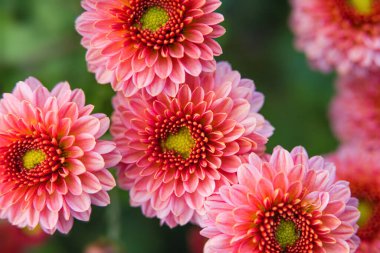 Pembe kasımpatı tomurcukları. Kartpostal için arka plan. Bulanık görüntü. seçici odak