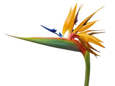 Beyaz arka planda iş yolu olan sterletia çiçeği. Yakın plan.