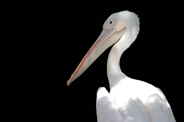 Pelicano Branco Sobre Fundo Preto Isolado Superior Corpo — Fotografia de Stock