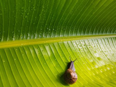 Yeşil palmiye yaprağında salyangoz. Yukarıdan bak. seçici odak