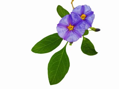 İzole edilmiş beyaz arka planda leylak çiçekli dal. yumuşak odak