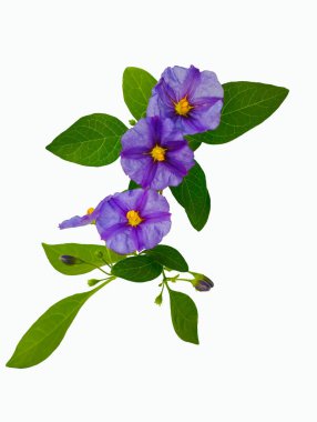 Leylak çiçekli kök ve izole edilmiş beyaz arka planda sarı bir merkez. yumuşak odak