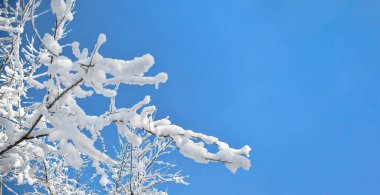 View of the blue sky through the snow-covered tree branches. Widescreen winter photo