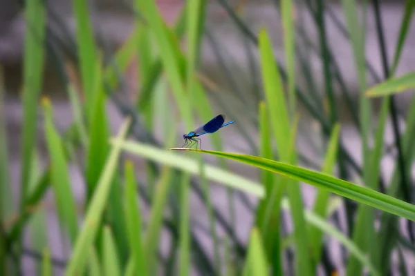 Blaue Flusslibelle Auf Einem Blatt Schilf Neuer Bug Ukraine — Stockfoto