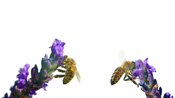 Dva Včely Sbírat Pyl Levandulové Květy Izolované Bílém Pozadí — Stock fotografie