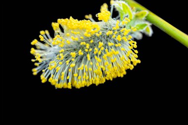 Willow, sarı çiçek. Siyah izole bir arka plana yakın plan. Bulanık, yumuşak odaklı seçici