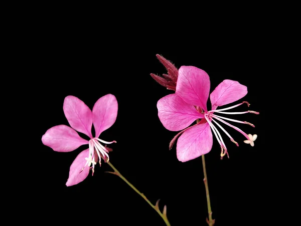 Dvě Růžové Květy Gaura Černém Izolovaném Pozadí Pro Koláž Nebo — Stock fotografie