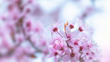 Nazik bir bokeh ile ağaç dalında çözünmüş pembe çiçekler. kiraz çiçeği seçmeli odak