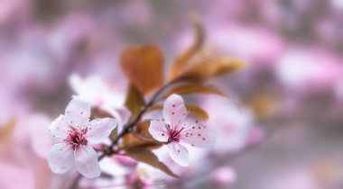 Yumuşak bokeh ile odağını kaybetmiş pembe çiçekler. kiraz çiçeği seçmeli odak