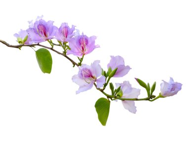 Bauhinia Blake 'in çiçek açan dalı pembe, beyaz izole bir arka planda. Yakın plan.