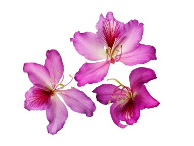 Blake 'in Bauginia pembesinden üç çiçek, beyaz izole bir arka planda. Yakın plan.