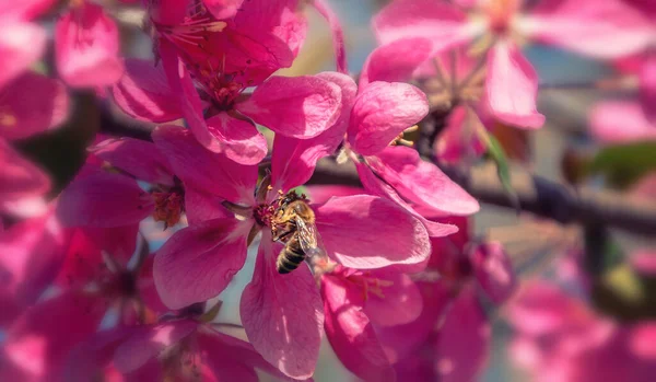Detailní Záběr Včely Růžové Květy Rozmazané Přírodní Květinové Pozadí Stylu — Stock fotografie