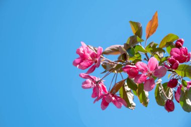 Mavi gökyüzüne karşı çiçek açan sakura dalları.