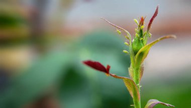 Sapında yaprak bitleri olan gül, bulanık doğal bir arka planda. seçici odak