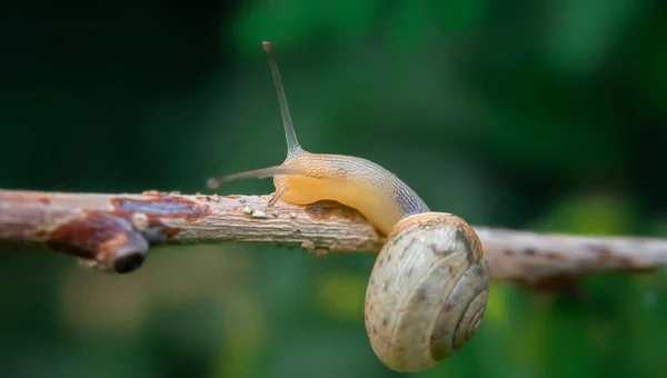 Een Kleine Slak Kruipt Langs Een Tak Wazige Natuurlijke Groene — Stockfoto