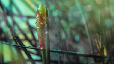 Çiçekli Peru bataklık zambağı çiçeği. Çiy taneleri, güneş ışığı ve bokeh. seçici odak