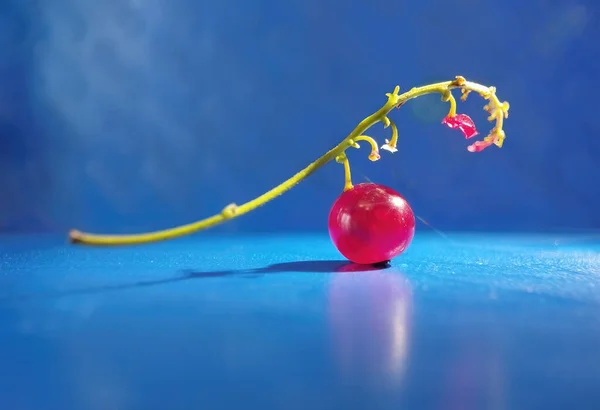 Bunch Red Currants Blue Background Radiant Glare Light Selective Focus — Stock Photo, Image