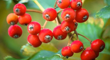 Sonbahar yaprakları arasında kırmızı-turuncu yaban mersini.