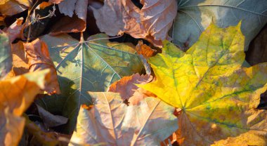 Sonbahar, yerde kuru yapraklar. Düşen yaprakların arasında sarı akçaağaç yaprağı