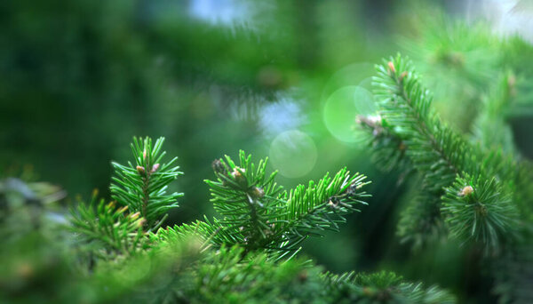 New Year's, coniferous, branches. sun glare on their background. soft focus.