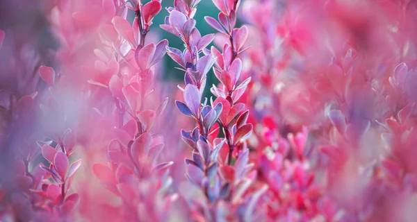The natural background made from barberry is decorative. Pink-reddish leaves with a border along the edge. Soft focus