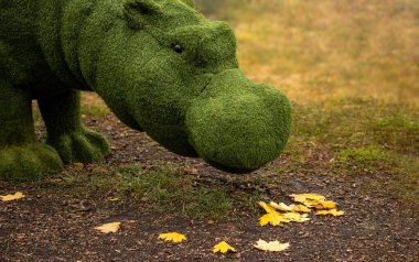 Çimenlikteki su aygırı sarı kama yapraklarını yer.