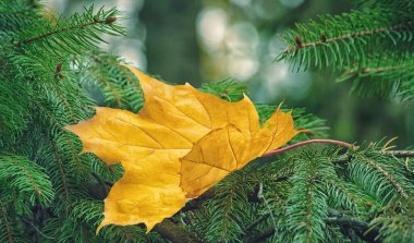 Yeşil bir Noel ağacının dikenli dallarında sarı akçaağaç yaprağı. Sonbahar doğası. Seçici odak