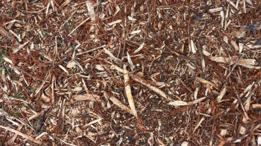 Topraktaki nemi muhafaza etmek için zemine talaş ve dallar döküldü.