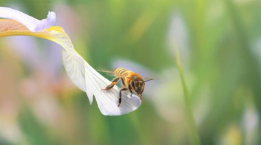 A honey bee is about to take off from the edge of a petal of a light blue iris flower clipart