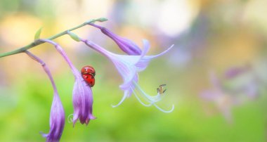 Hosta Florium Sabah Yıldızı çiçeği. Bulanık doğal arka planda çiftleşen uğur böcekleri.