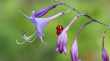 Hosta Florium Sabah Yıldızı çiçeği. Bulanık doğal arka planda çiftleşen uğur böcekleri.