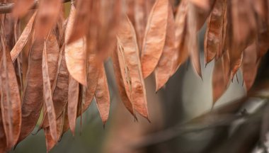 Yudi ağacının kahverengi kapsülleri Bokeh arka planına karşı Cercis silikastrum