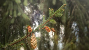 Spruce branch with cones in the forest under the rays of elephant light and blurred natural background clipart