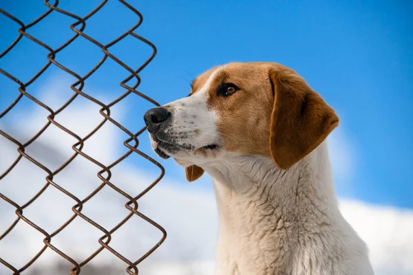 Portrait Mongrel Dog White Red Spots Chain Link Fence Blue — Stock Photo, Image