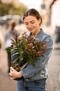 Elinde çiçek saksısı tutan genç ve yakışıklı bir kadın. Elinde güzel bir skimmia japonica rubella bitkisi.