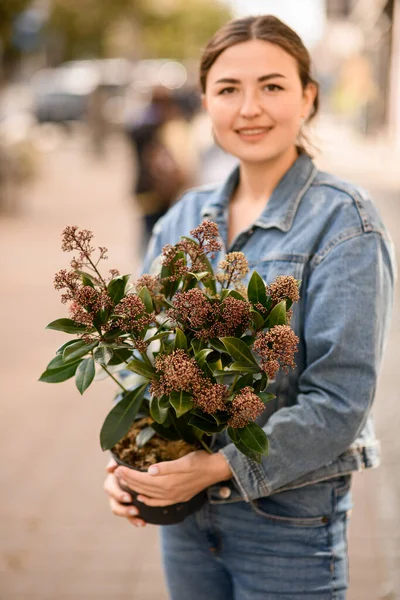 Wanita Muda Menarik Memegang Pot Bunga Dengan Indah Skimmia Japonica — Stok Foto