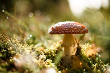 Sonbahar ormanlarında yetişen vahşi zehirli mantar mantarına yakından bakın. Sinek sineği, vahşi zehirli mantar ıslak orman çimlerinde bulanık arka planda