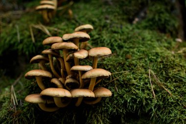 Ormanda yeşil yosun bulunan ağaç kütüğünde yetişen yaban mantarlarının seçici odak noktası. Physalacriaceae ailesinin mantarları. Doğa arkaplanı.